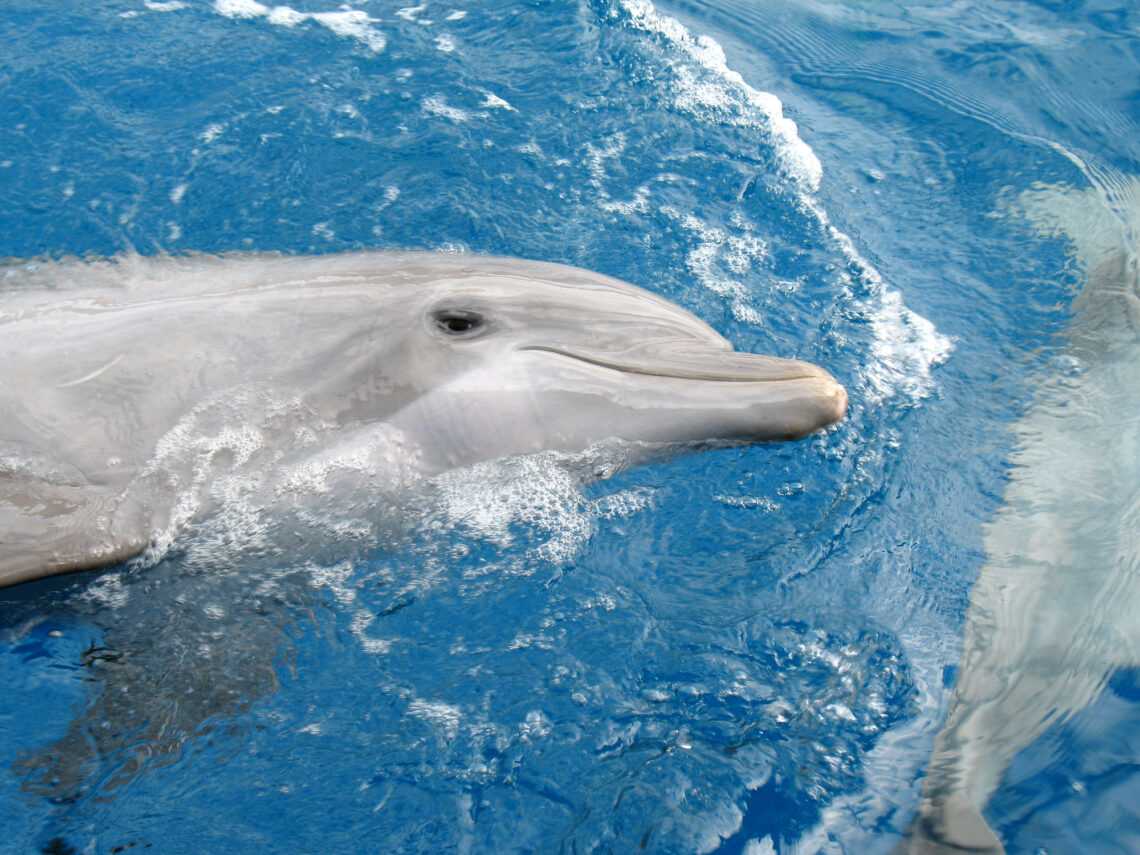 Океанариум Майами - Miami Seaqurium