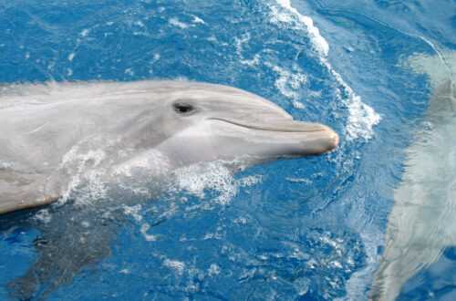 Океанариум Майами - Miami Seaqurium
