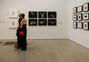 Perez Art Museum Miami (PAMM)